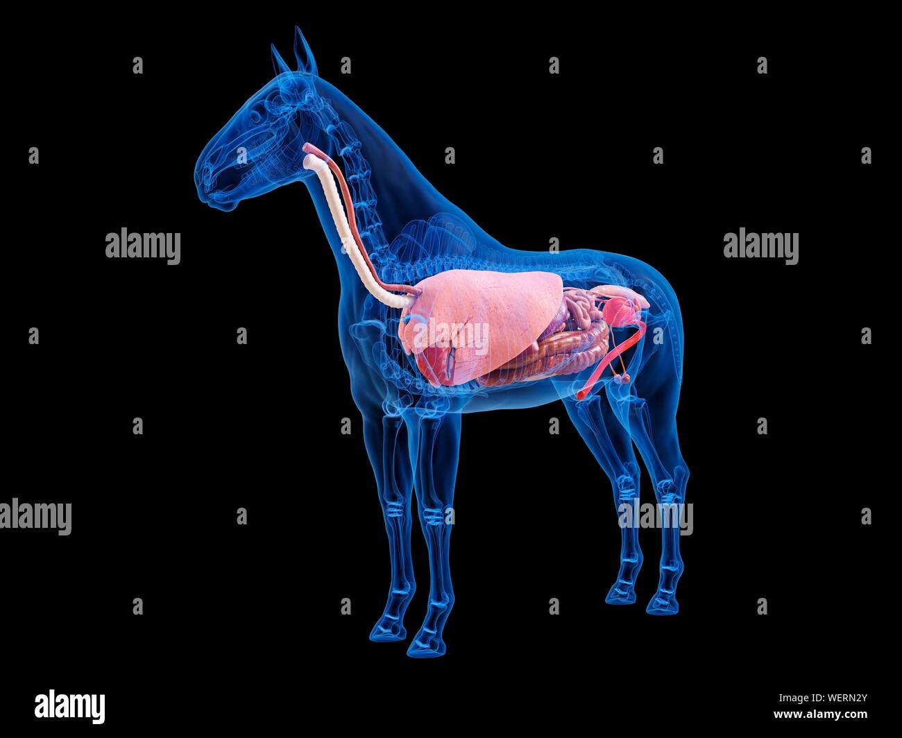 Anatomia del cavallo, illustrazione Foto Stock
