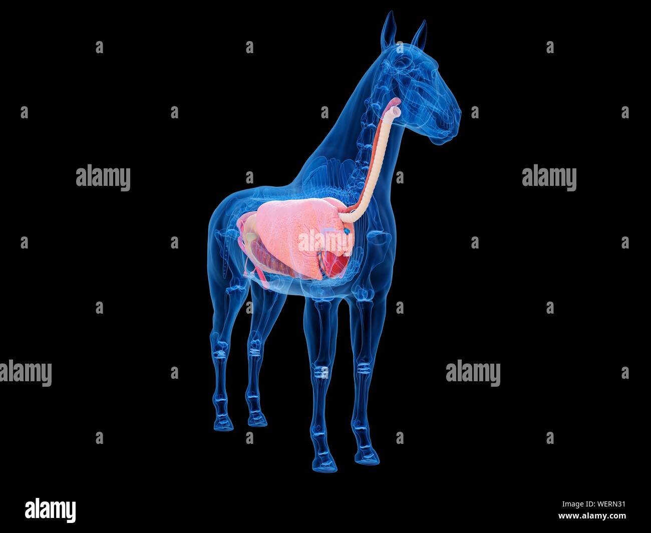 Anatomia del cavallo, illustrazione Foto Stock