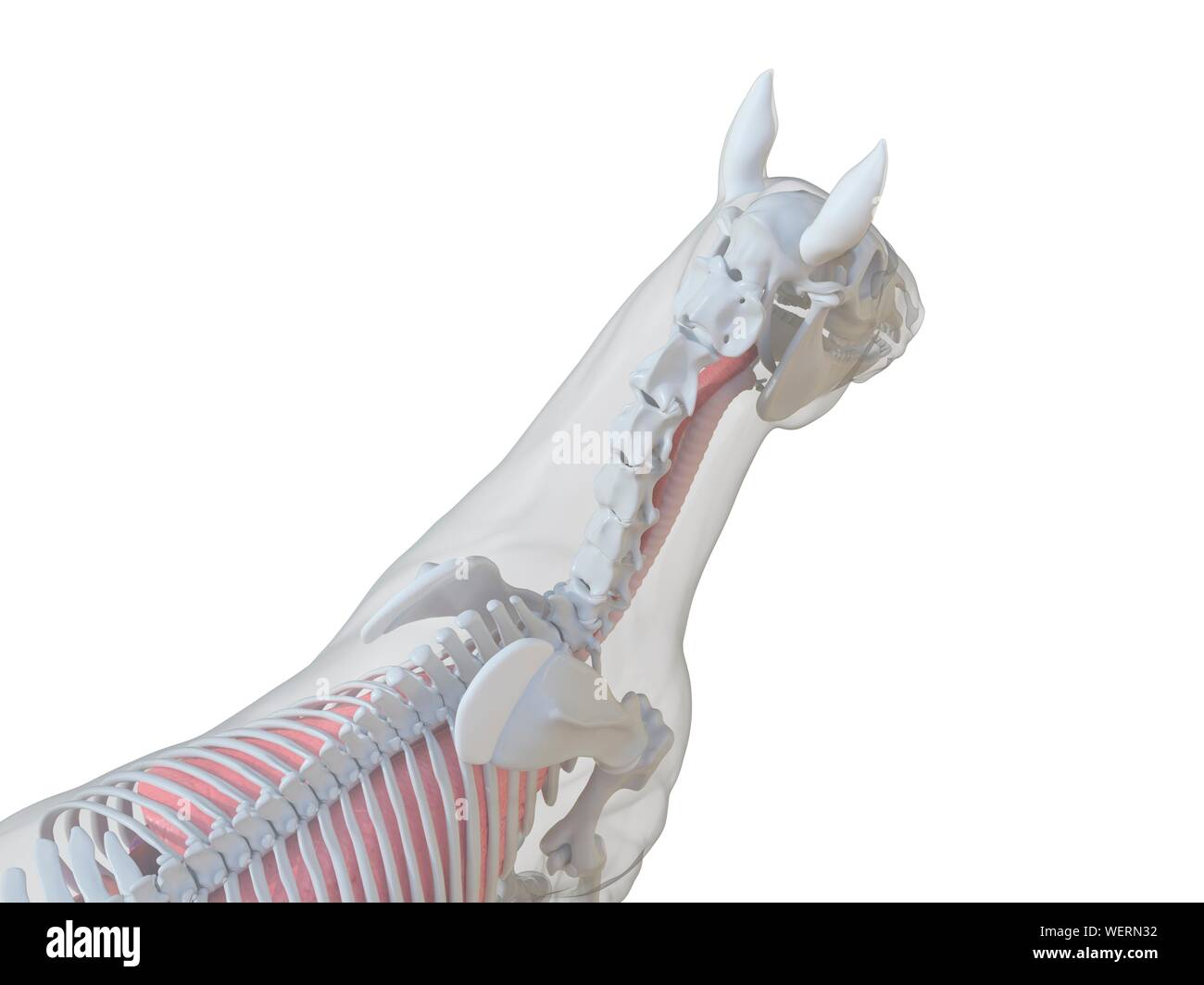 Anatomia del cavallo, illustrazione Foto Stock