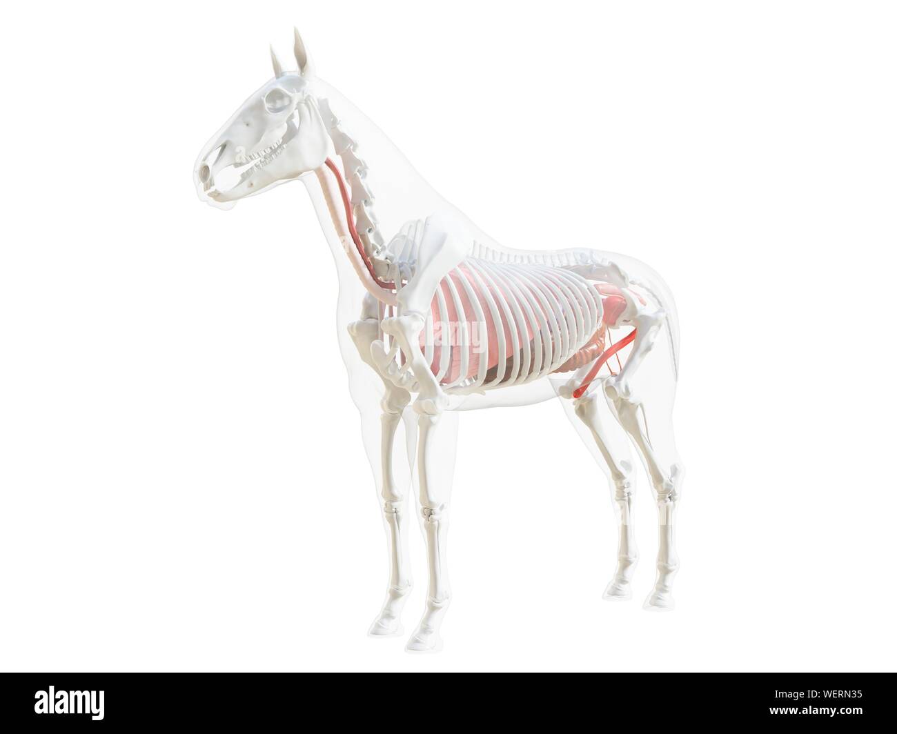 Anatomia del cavallo, illustrazione Foto Stock
