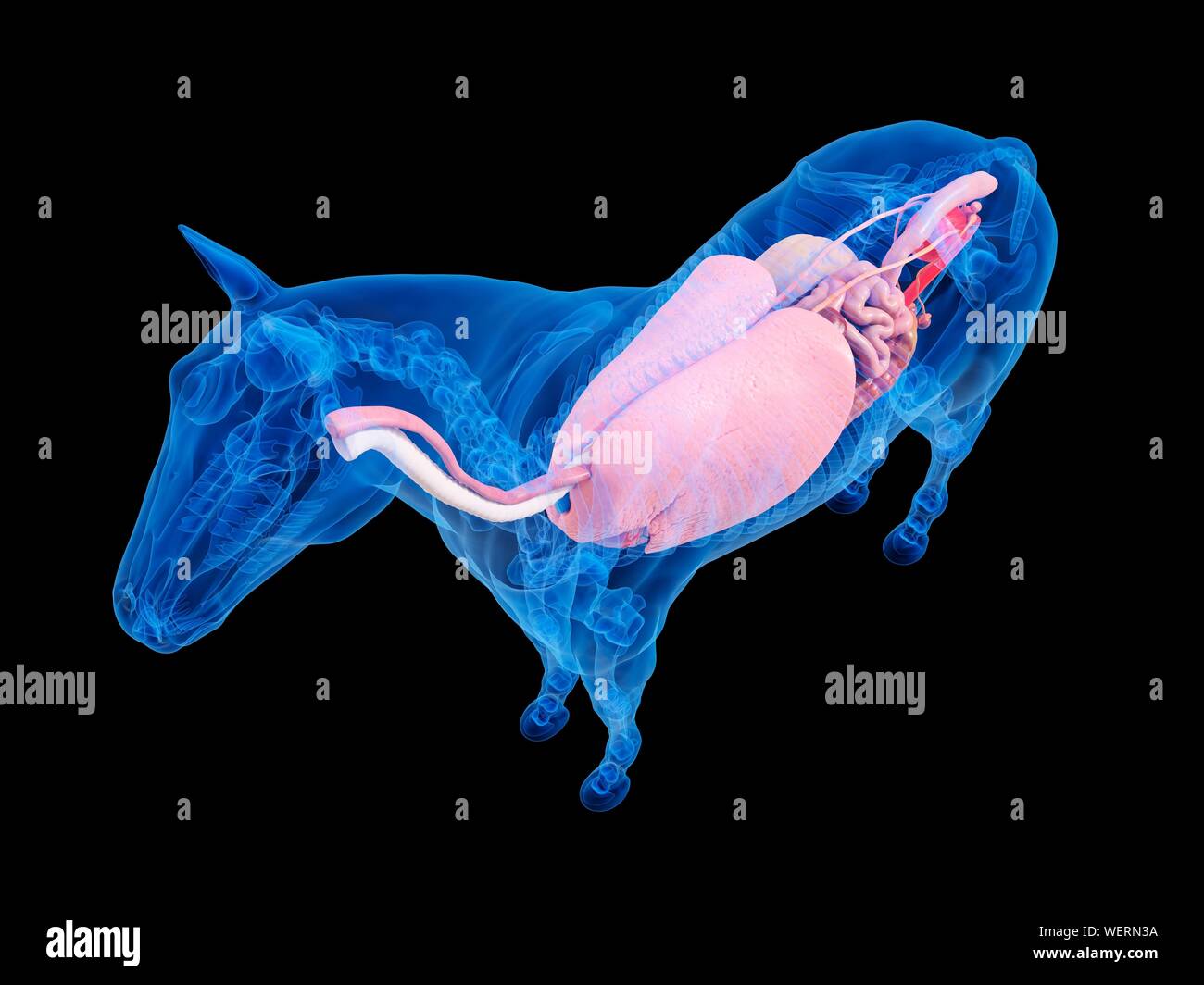 Anatomia del cavallo, illustrazione Foto Stock