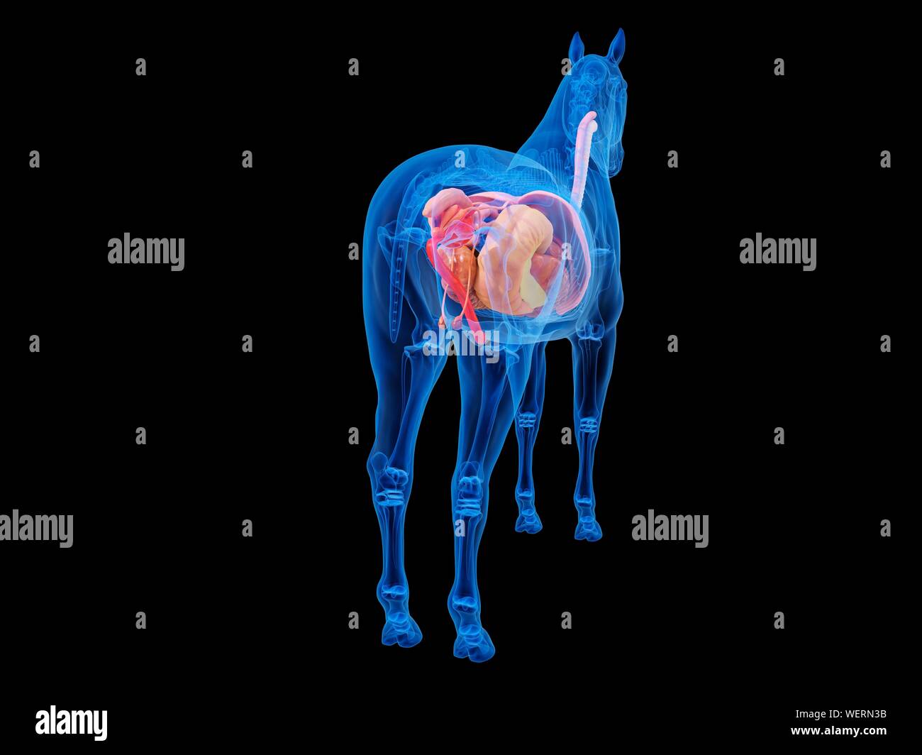 Anatomia del cavallo, illustrazione Foto Stock