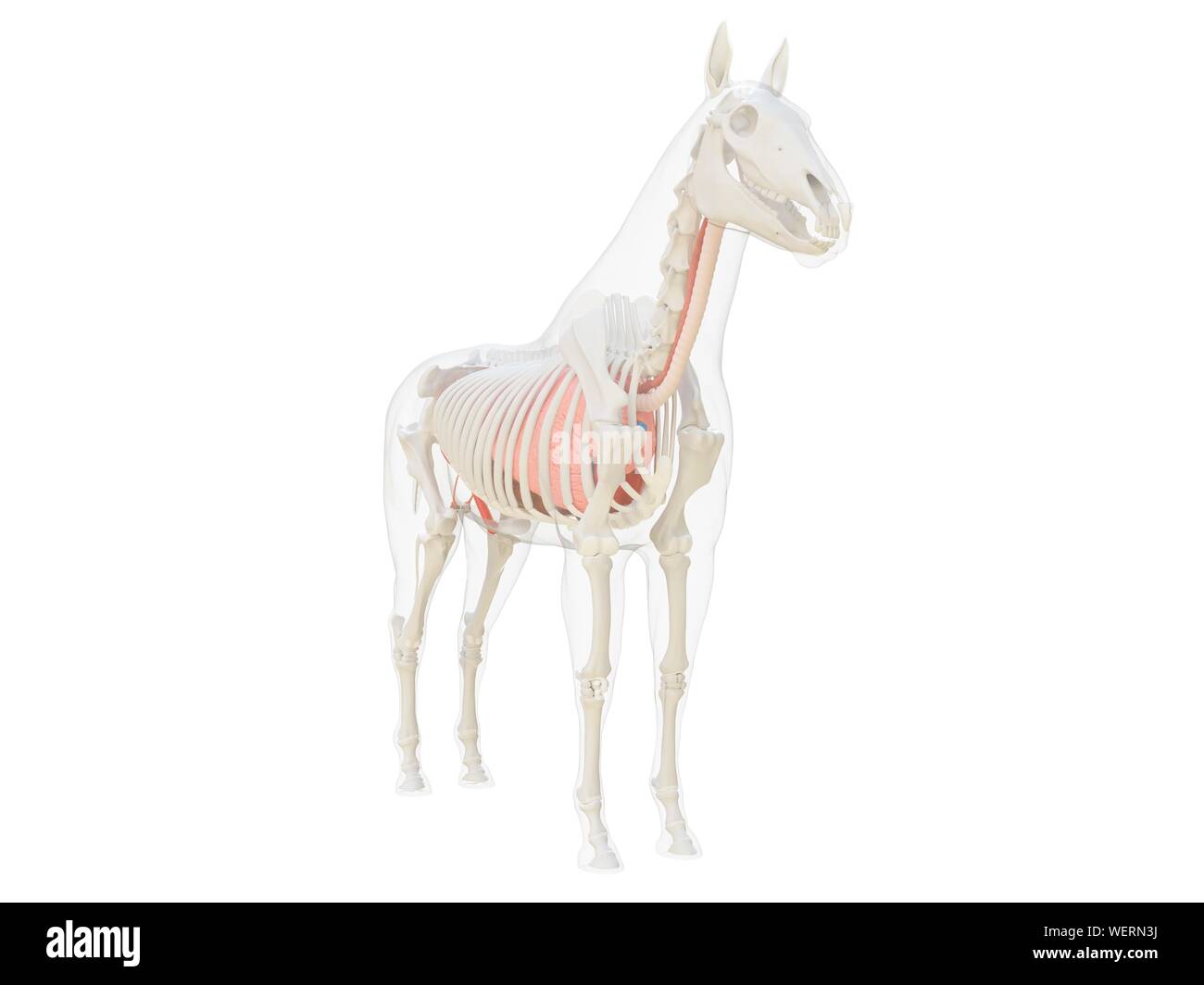 Anatomia del cavallo, illustrazione Foto Stock