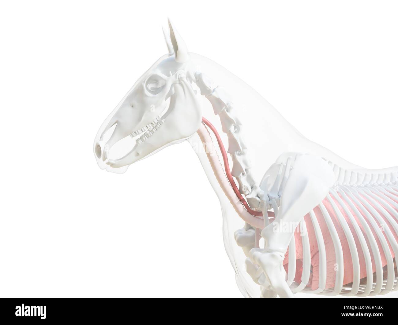 Anatomia del cavallo, illustrazione Foto Stock