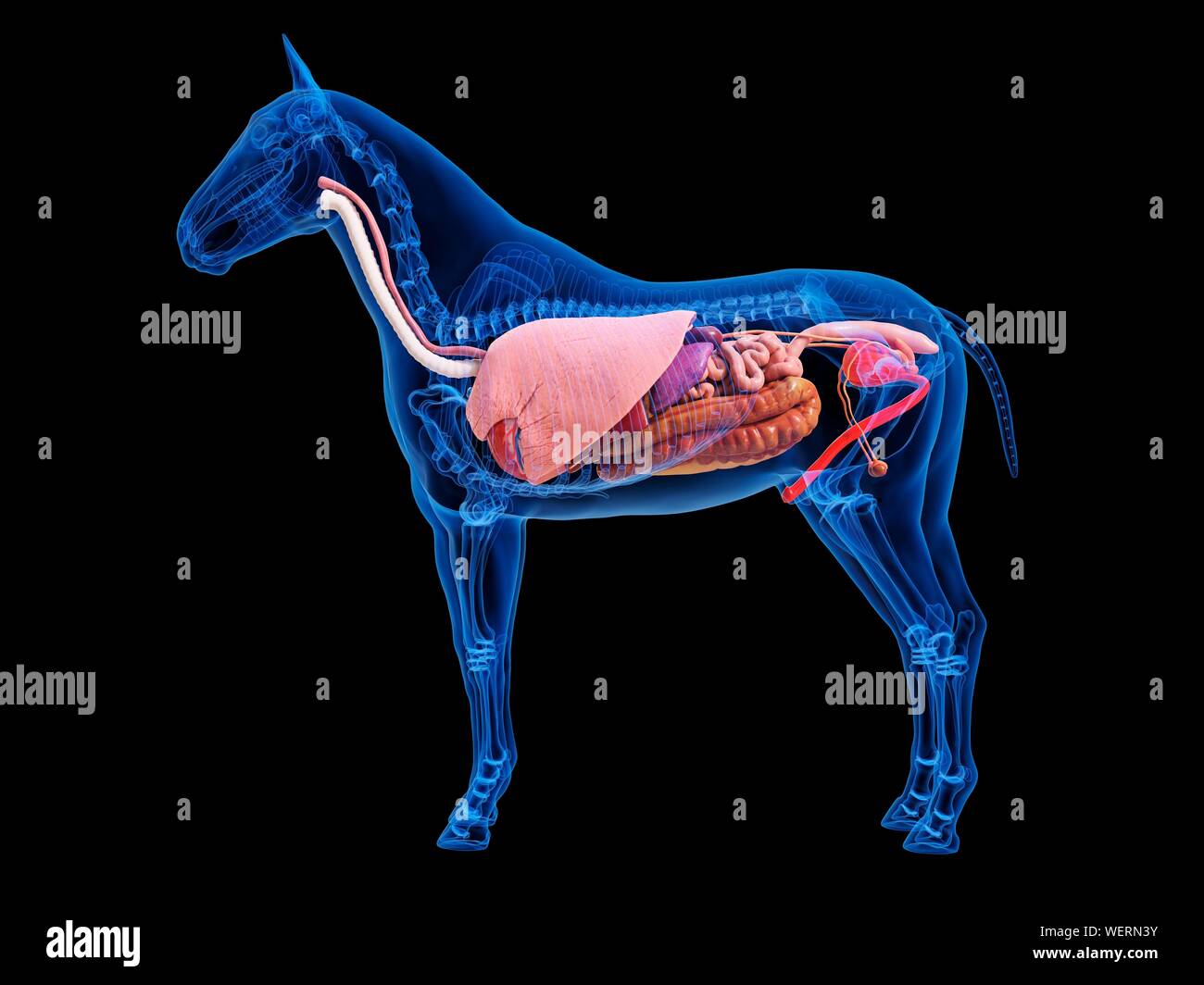 Anatomia del cavallo, illustrazione Foto Stock