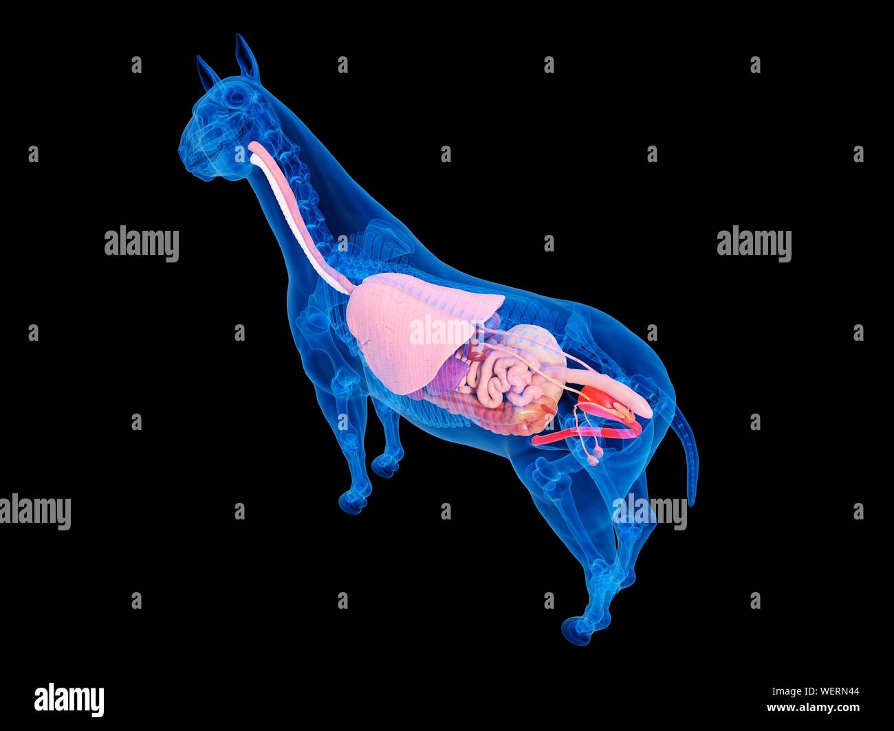 Anatomia del cavallo, illustrazione Foto Stock