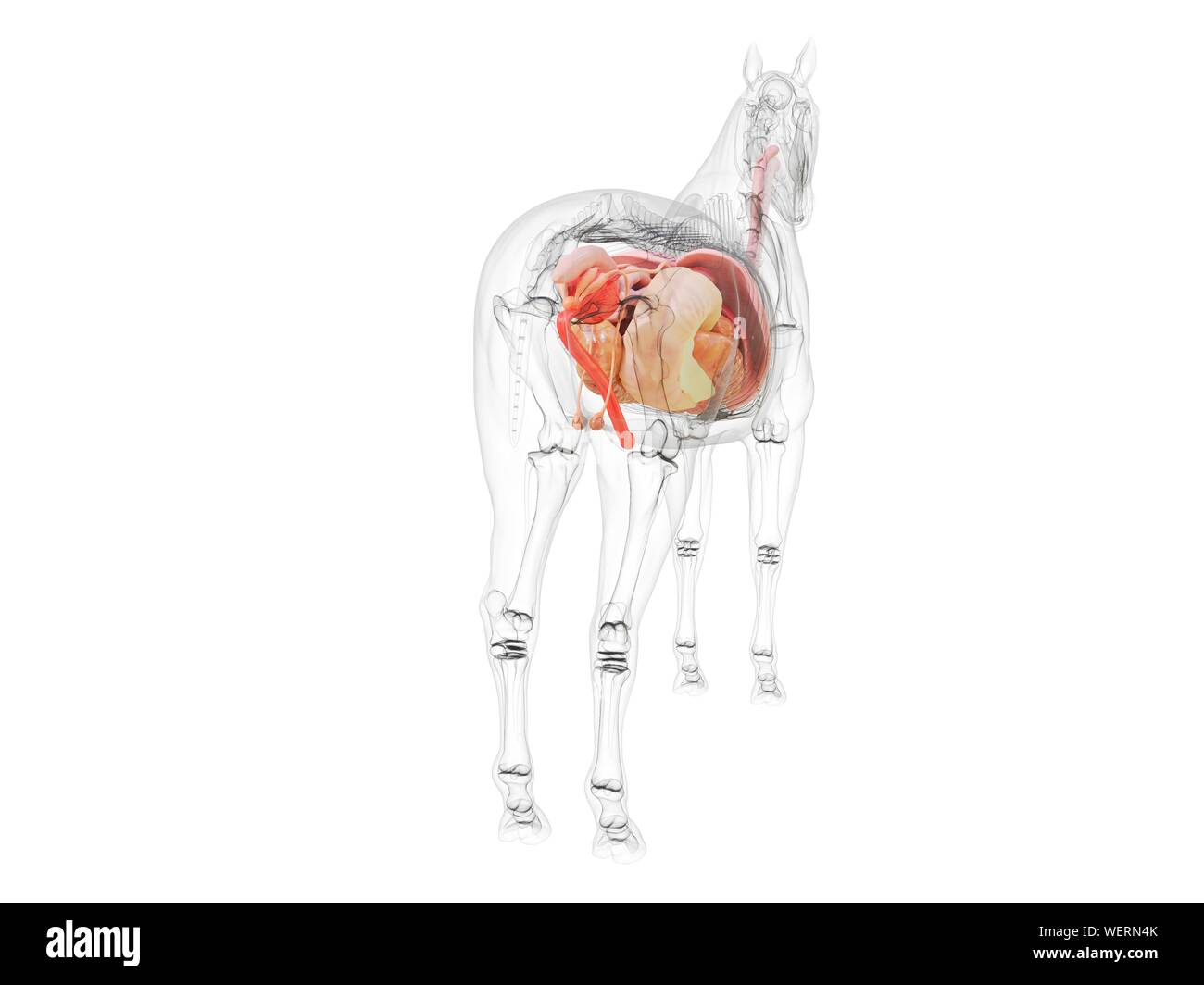 Anatomia del cavallo, illustrazione Foto Stock