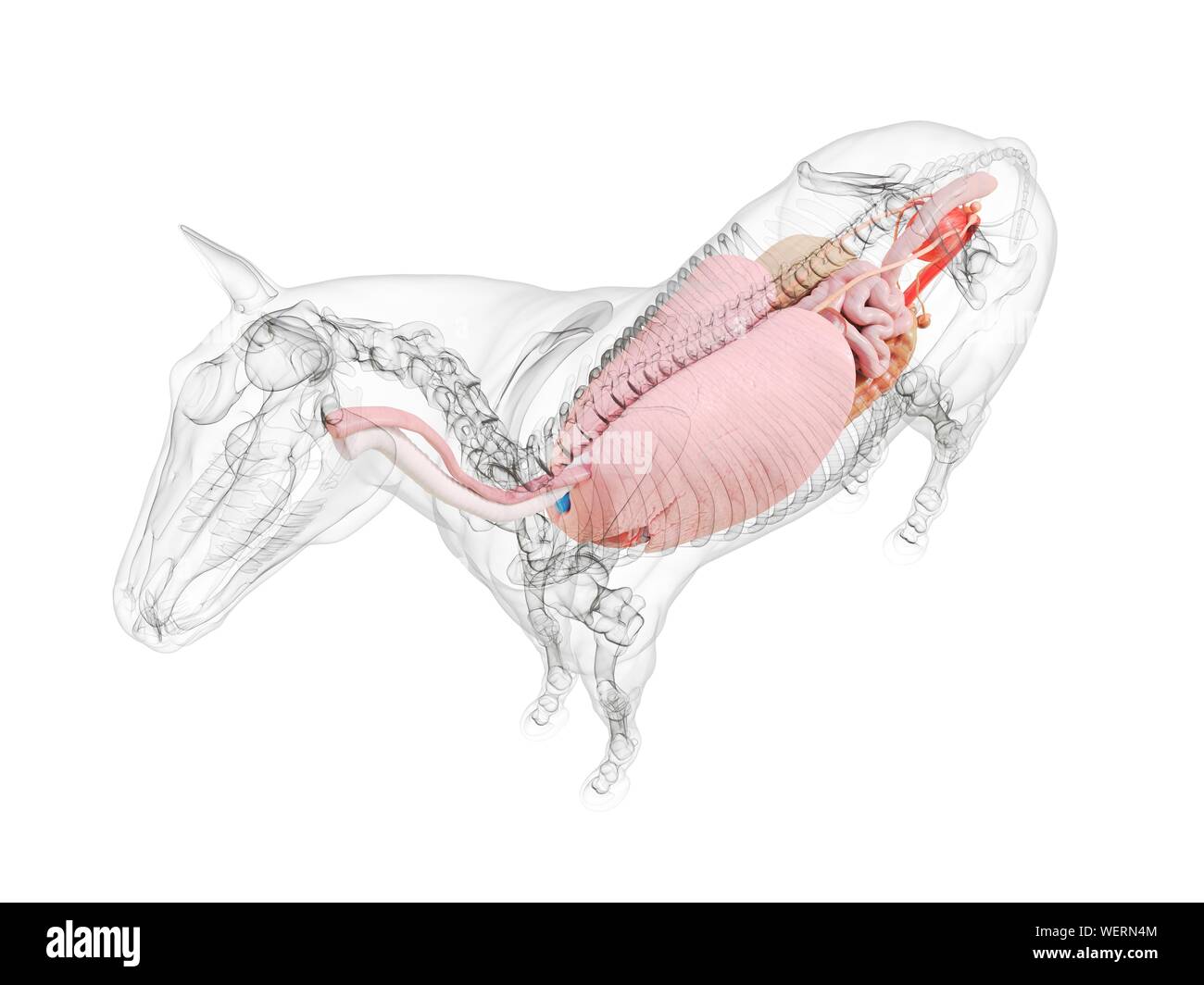 Anatomia del cavallo, illustrazione Foto Stock