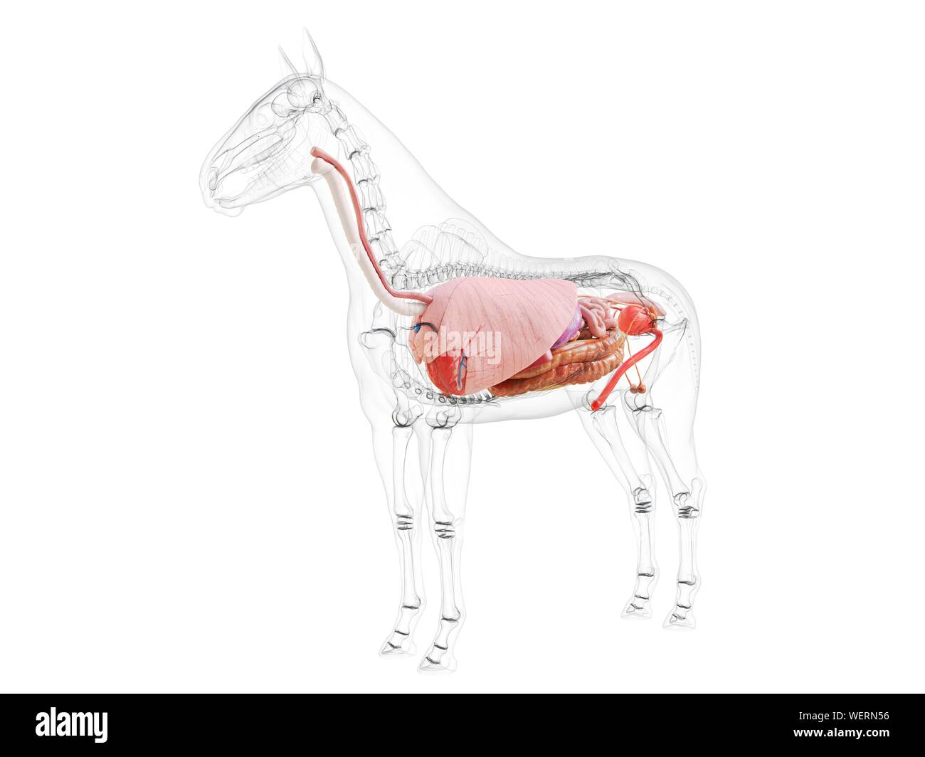 Anatomia del cavallo, illustrazione Foto Stock