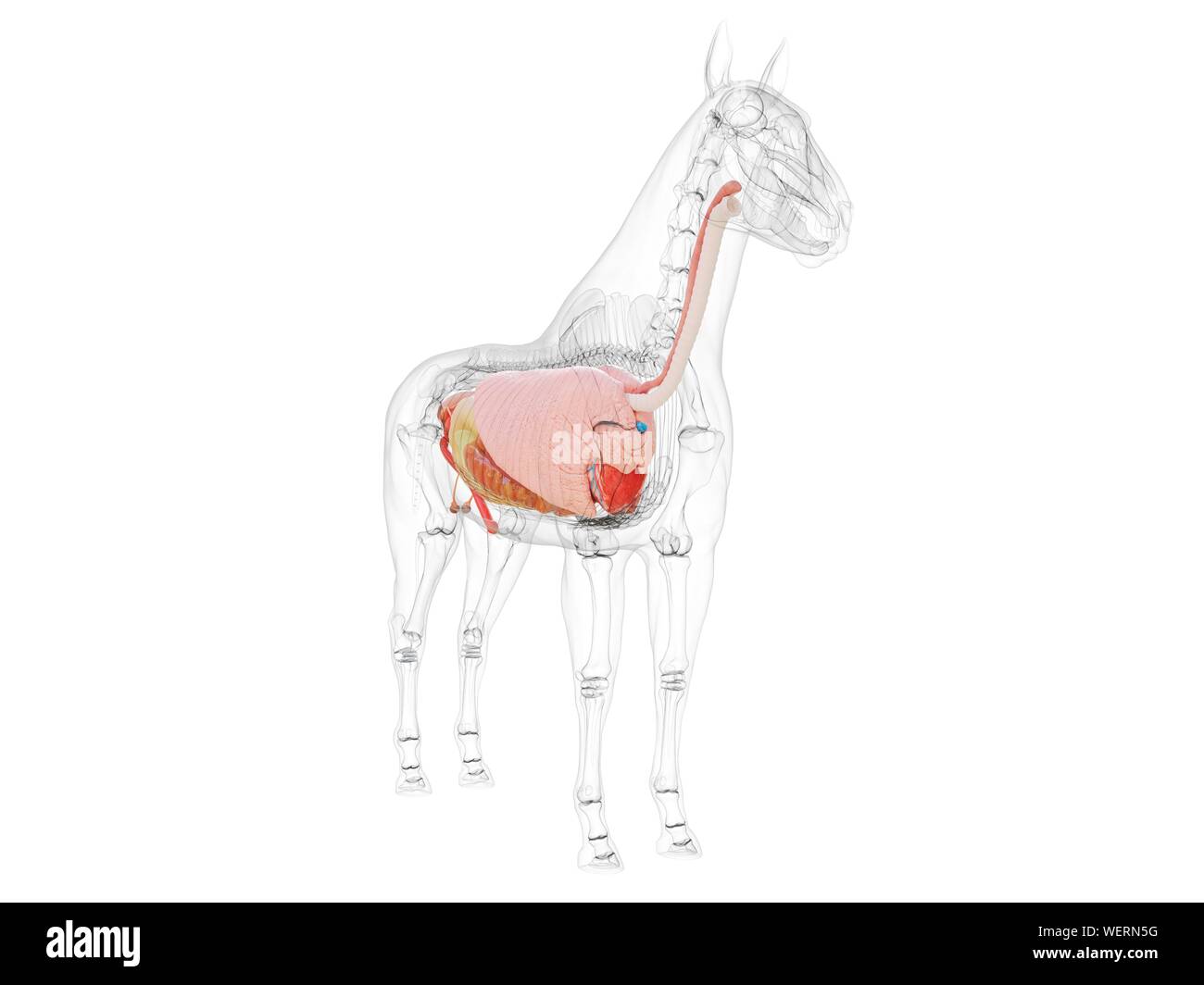 Anatomia del cavallo, illustrazione Foto Stock