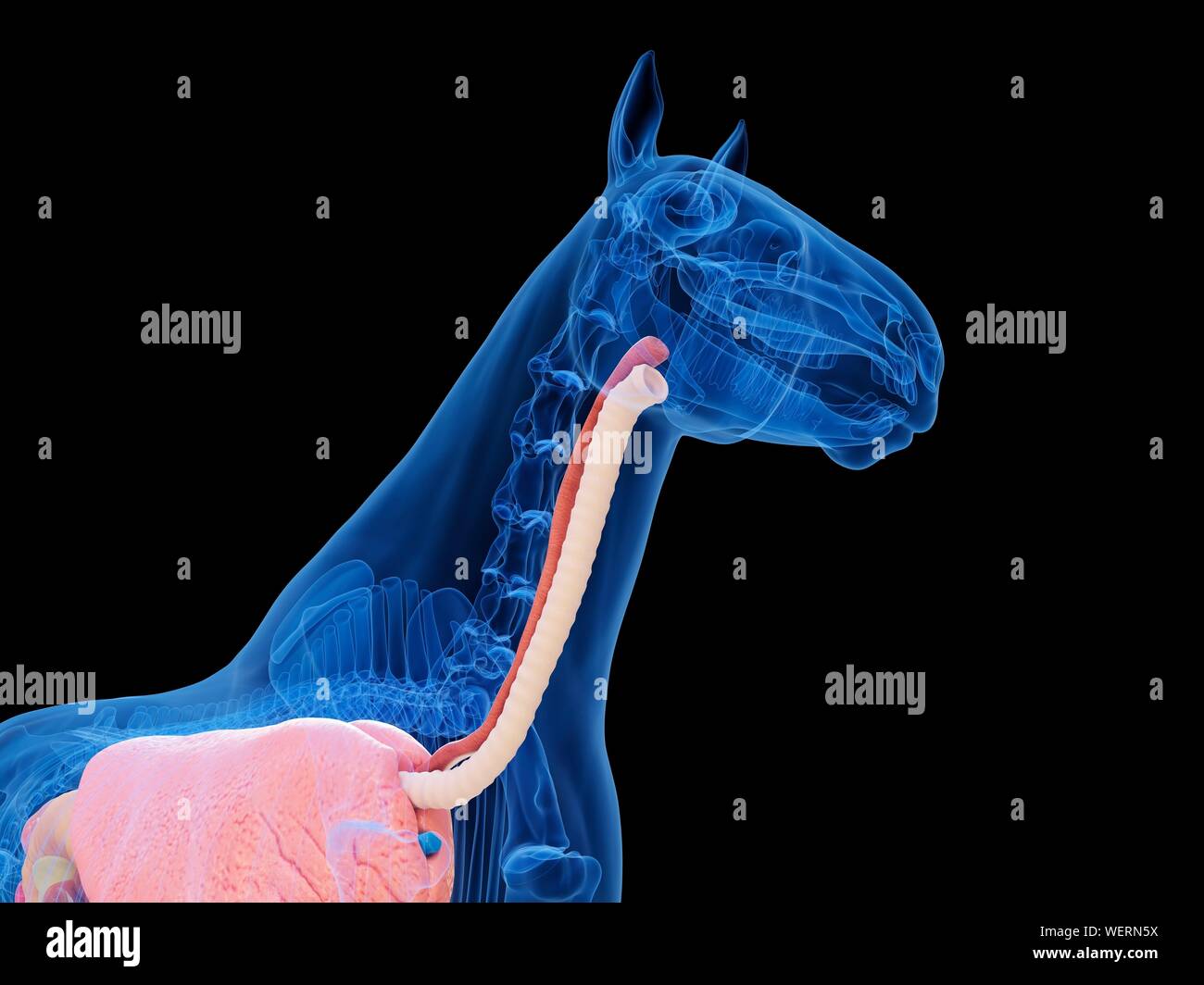 Anatomia del cavallo, illustrazione Foto Stock