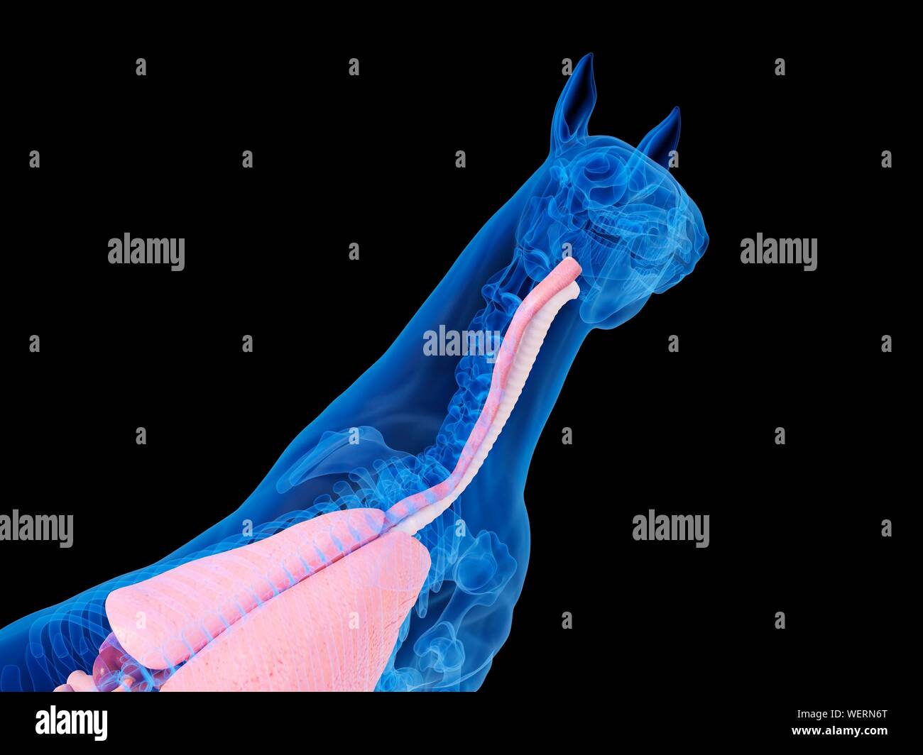 Anatomia del cavallo, illustrazione Foto Stock