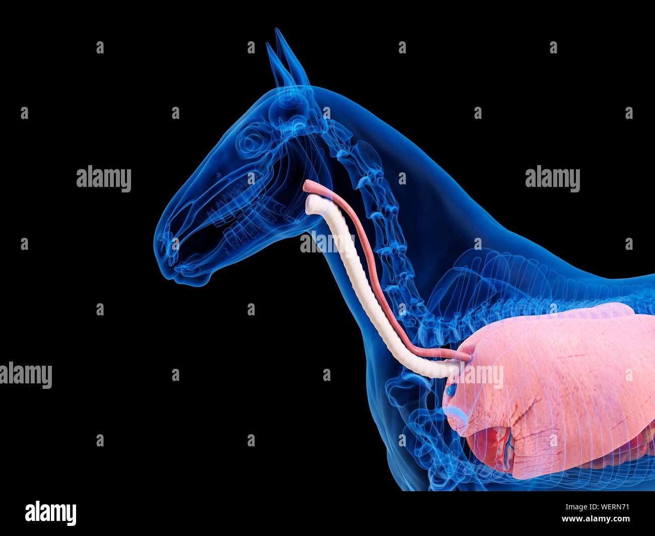 Anatomia del cavallo, illustrazione Foto Stock