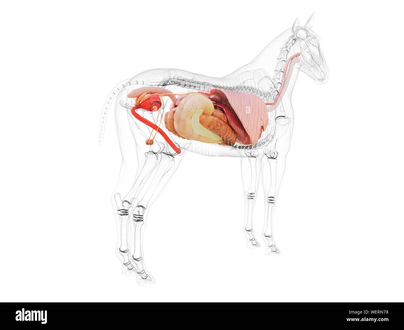 Anatomia del cavallo, illustrazione Foto Stock
