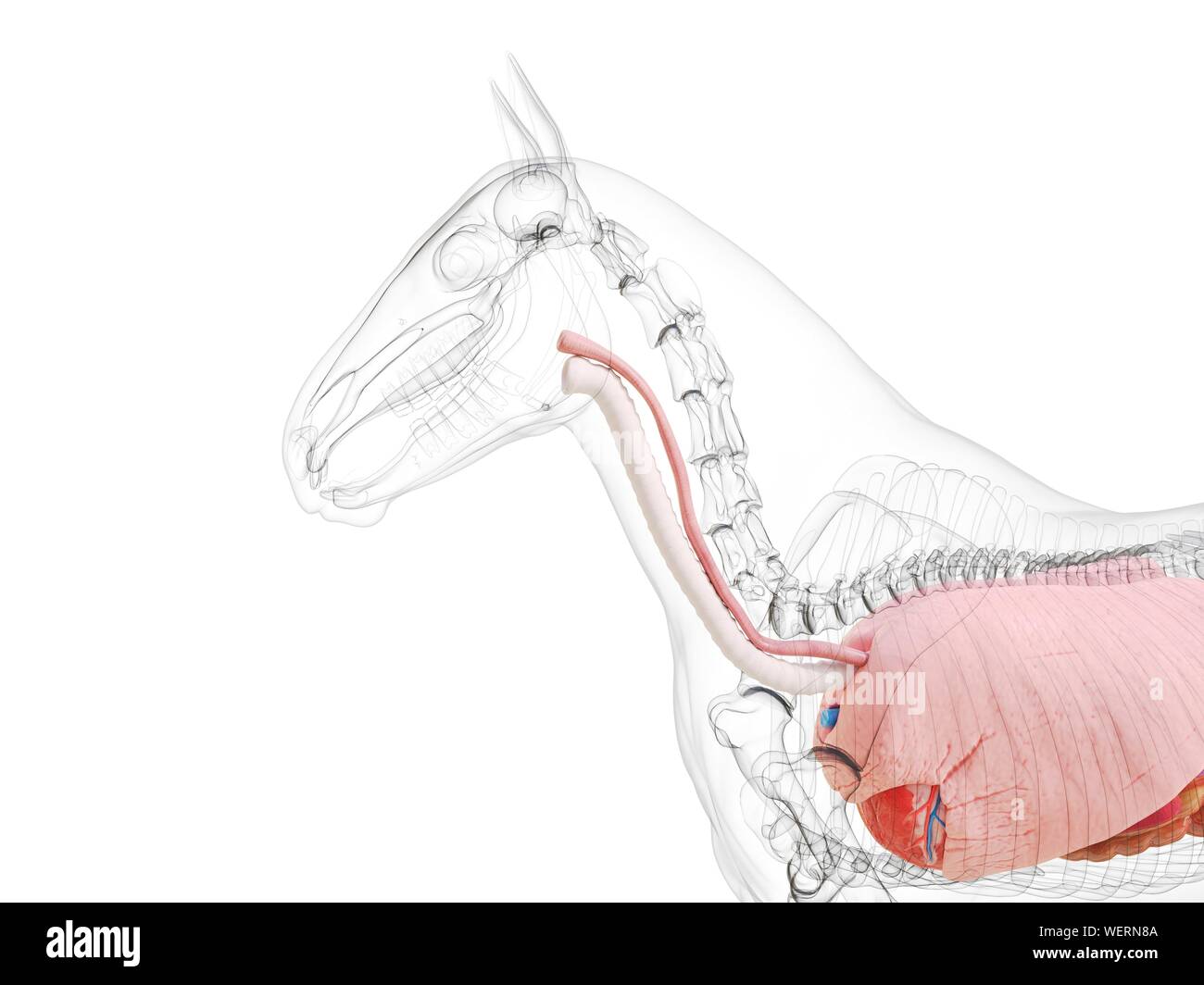 Anatomia del cavallo, illustrazione Foto Stock