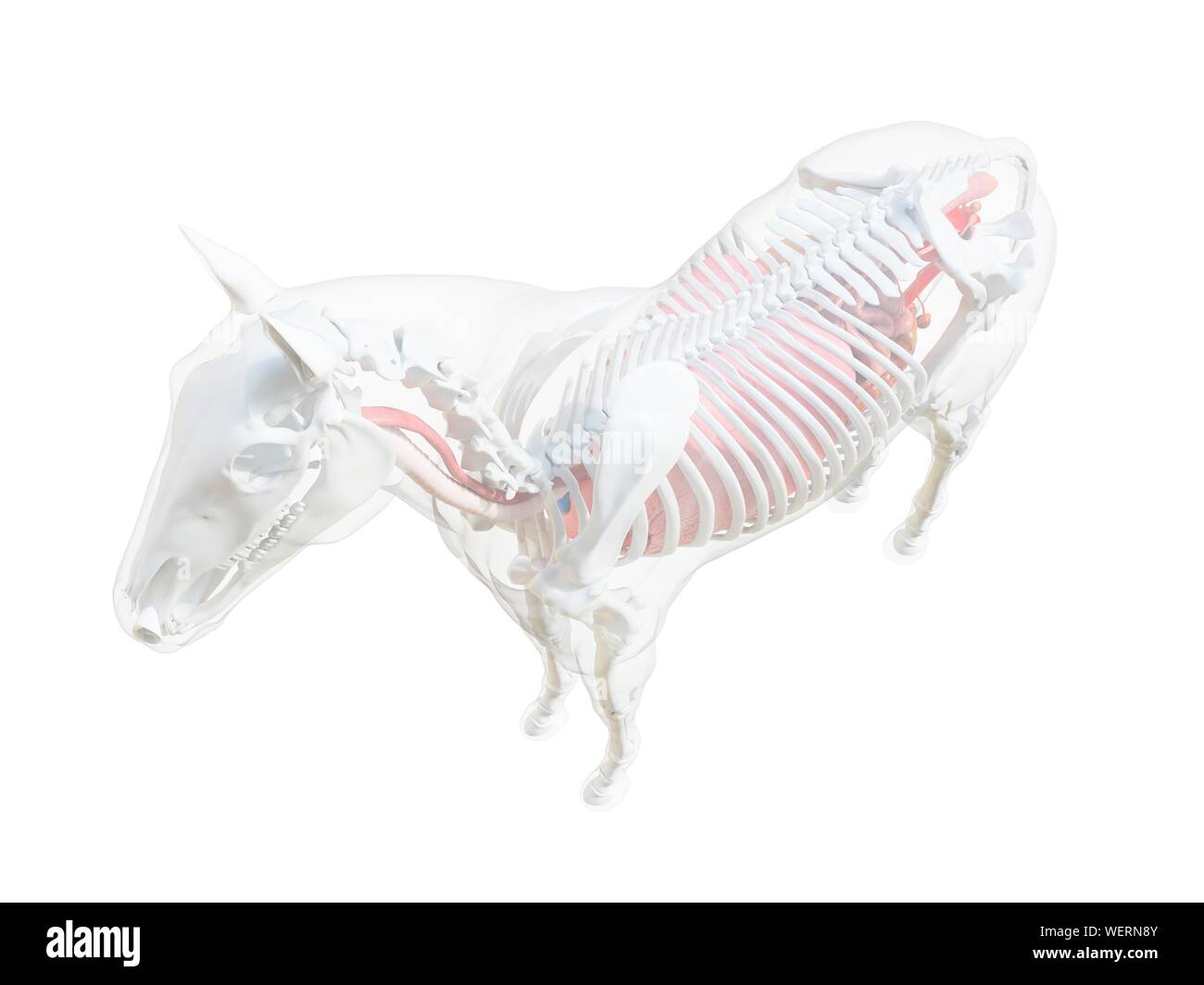 Anatomia del cavallo, illustrazione Foto Stock