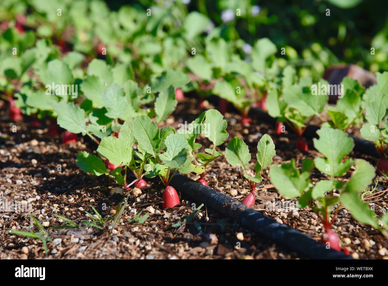 File ordinate di ravanello di verdure coltivate in terreno con soaker tubo flessibile di irrigazione di gocciolamento, nella mattina in un piccolo agriturismo a San Diego, California, Stati Uniti d'America Foto Stock