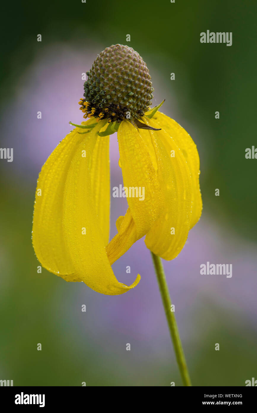 Coneflower Grayhead, a testa grigia (Coneflower Ratibida pinnata) e Wild Bergamotto (Monarda fistulosa),praterie, midwestern Stati Uniti, da Bruce Mon Foto Stock