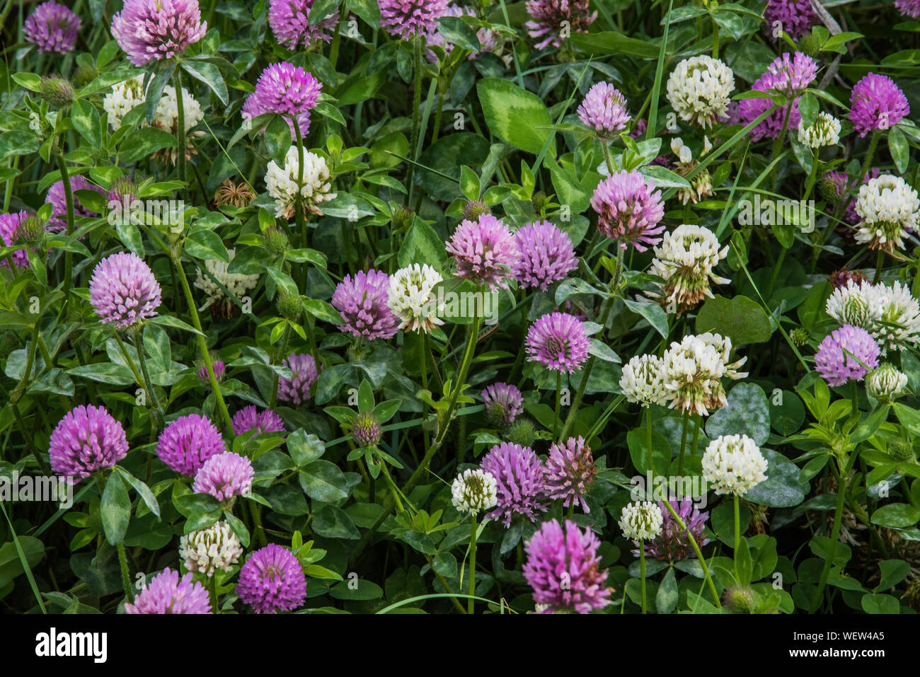 Trifoglio rosso (Trifolium pratense), Custer State Park, S. Dakota, USA, da Bruce Montagne/Dembinsky Foto Assoc Foto Stock
