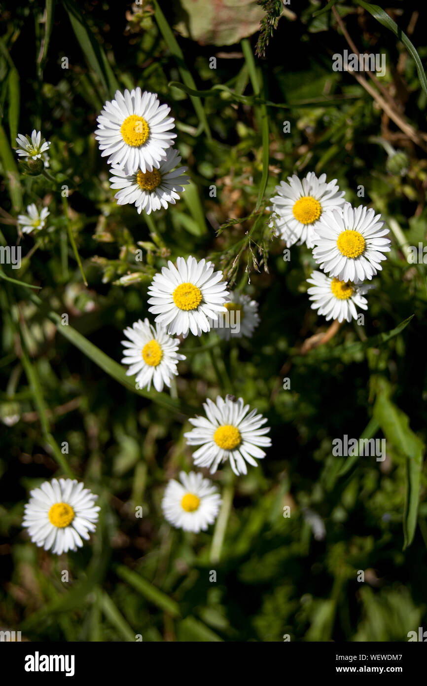 Daisy fiori in prato con erba verde Foto Stock
