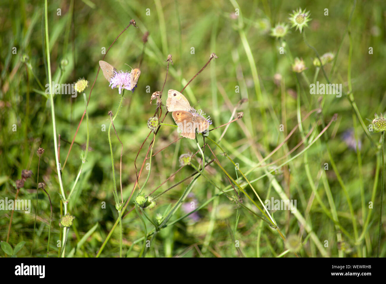 Prato marrone (Maniola jurtina) farfalla in Prato Foto Stock