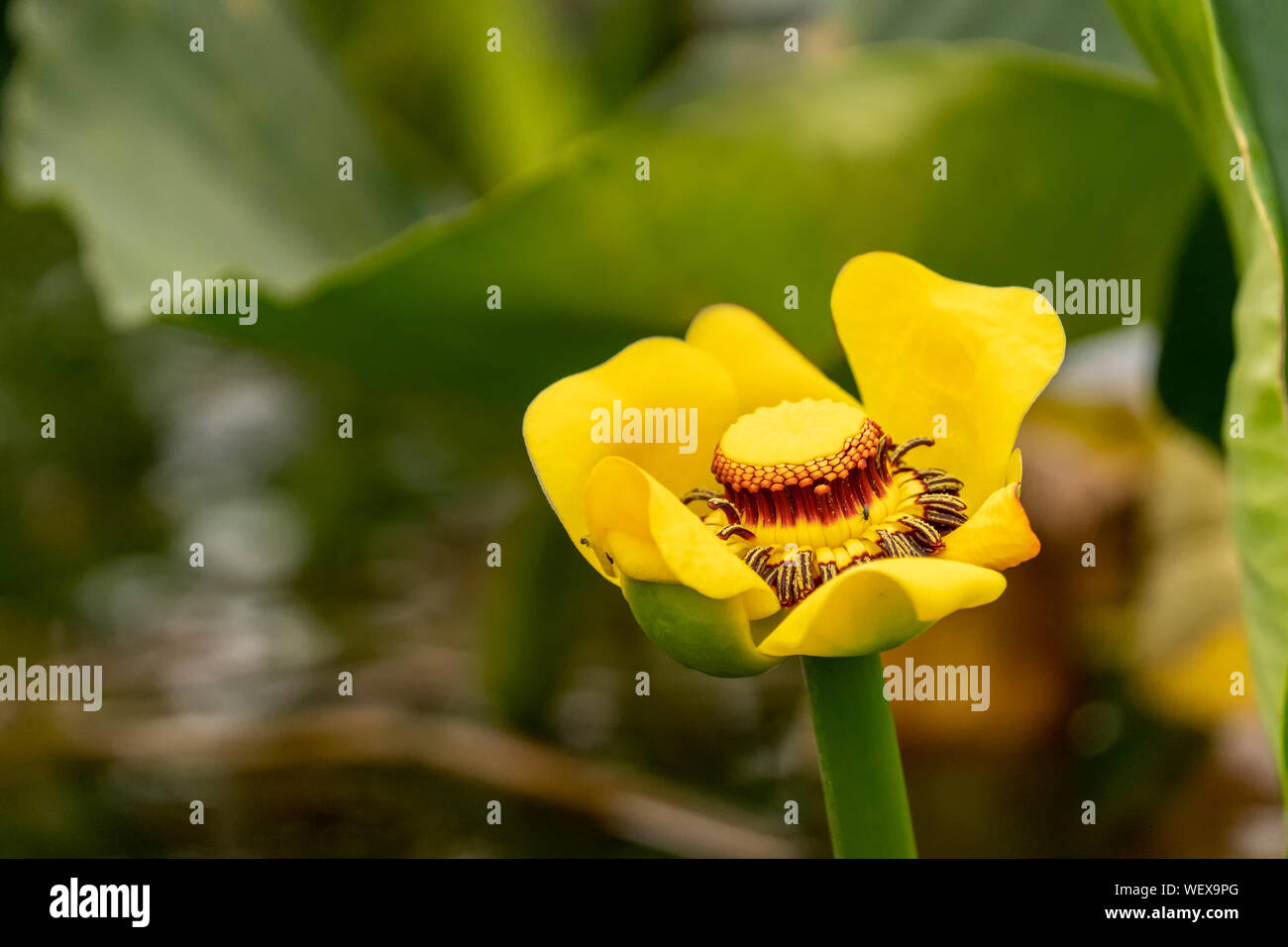 Issaquah, Washington, Stati Uniti d'America. Il singolo, giallo carnoso fiore di Nuphar lutea, con la sua imponente, stigma lobato è la migliore caratteristica nota. Le foglie Foto Stock