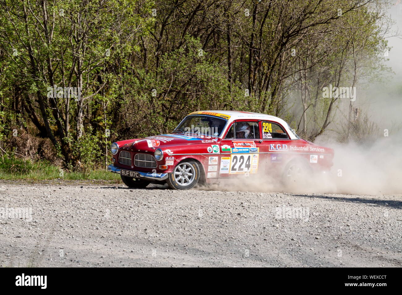Una Volvo Amazon rally corse in auto attraverso la foresta Dyfnant sulle pianure di rally in Galles del Nord Foto Stock