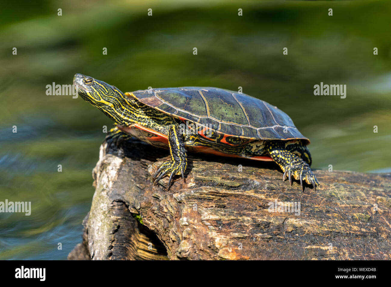 Issaquah, Washington, Stati Uniti d'America. Western dipinto Turtle sunning su un log in Lago Samammish parco dello stato. Foto Stock