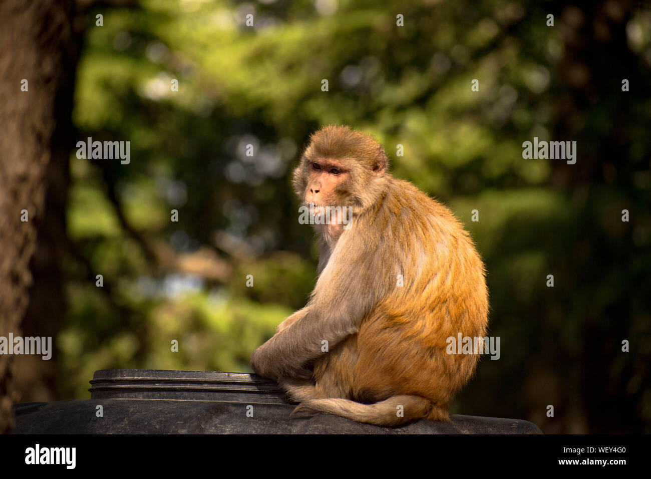 Monkey seduto su un ramo di un albero o qualcosa di simile che è il suo habitat naturale. Uno sfondo naturale della foresta di spessore è dato intorno ad esso. Foto Stock