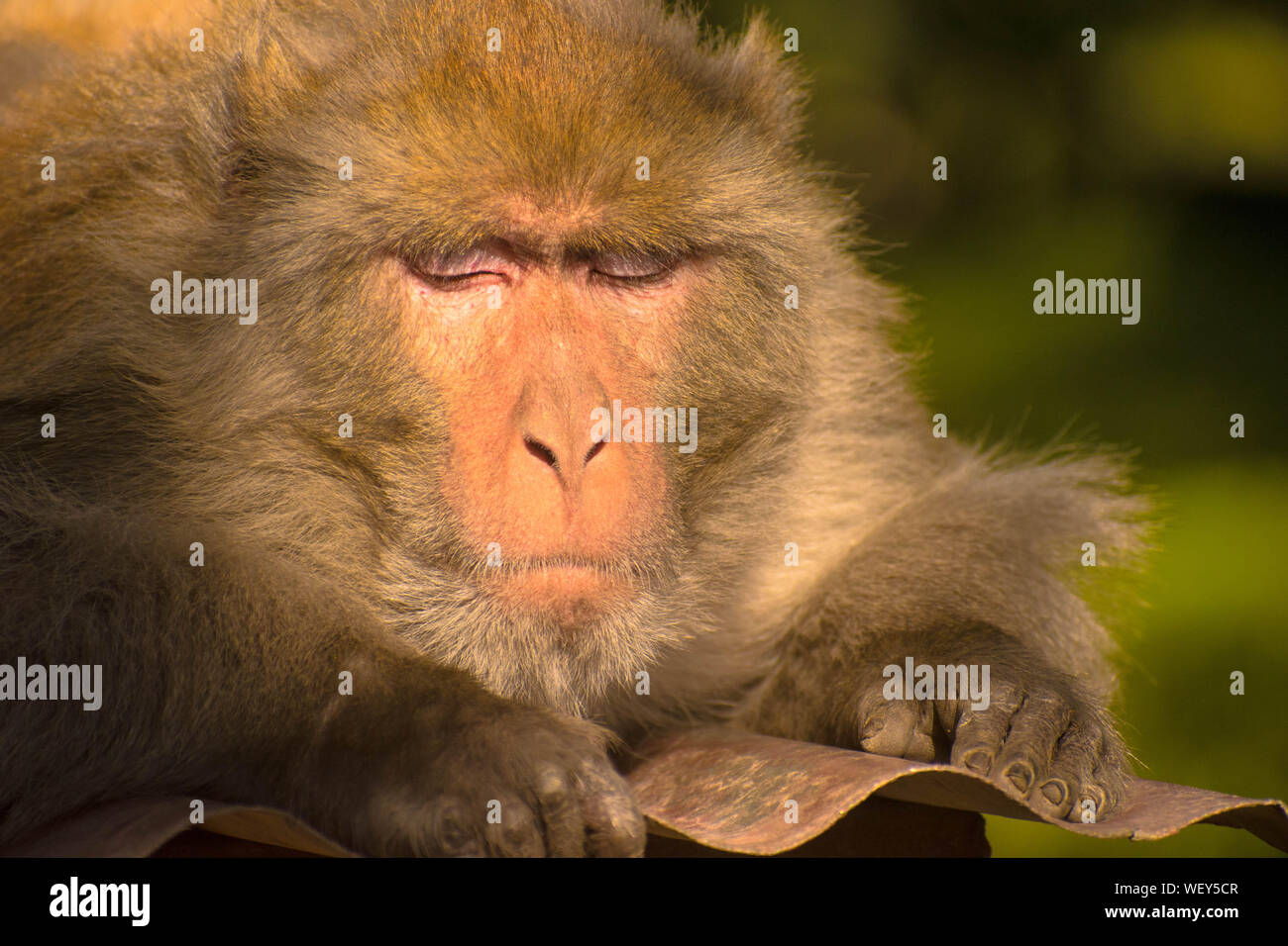 Monkey seduto su un ramo di un albero o qualcosa di simile che è il suo habitat naturale. Uno sfondo naturale della foresta di spessore è dato intorno ad esso. Foto Stock