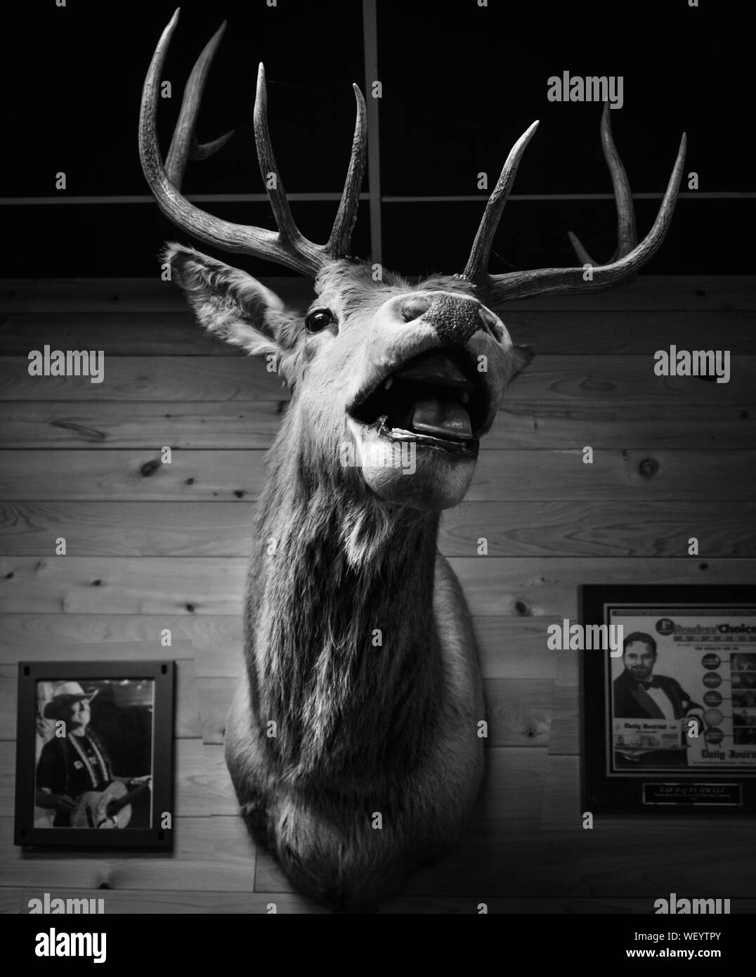 Un vecchio stile di arredamento per Bar-B-Q da Jim ristorante, con testa di cervo con corna per il montaggio a muro con foto e poster in Tupelo, MS, STATI UNITI D'AMERICA Foto Stock