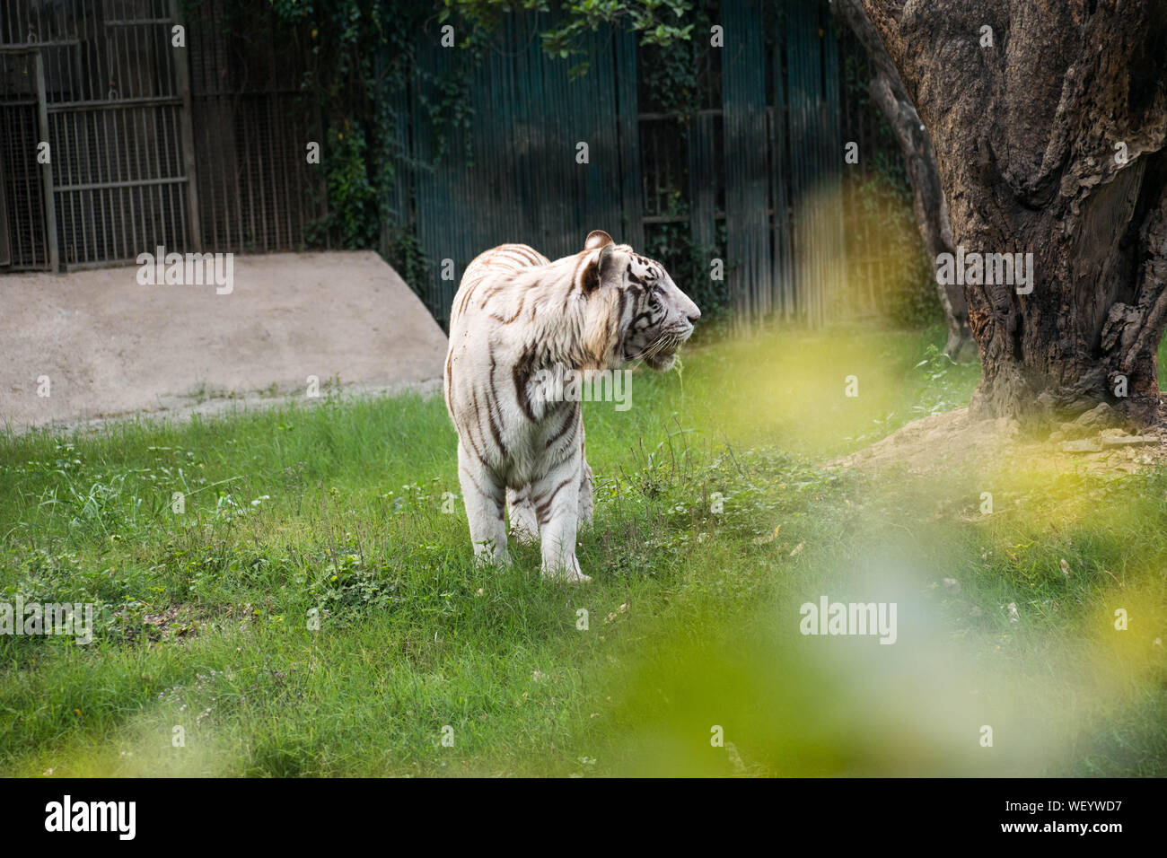 La maestosa Tigre Bianca a piedi attorno a un verde prato dove è conservato in zoo di Delhi Foto Stock