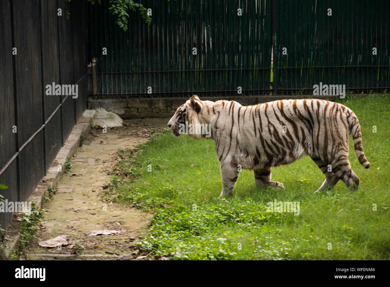 La maestosa Tigre Bianca a piedi attorno a un verde prato dove è conservato in zoo di Delhi Foto Stock