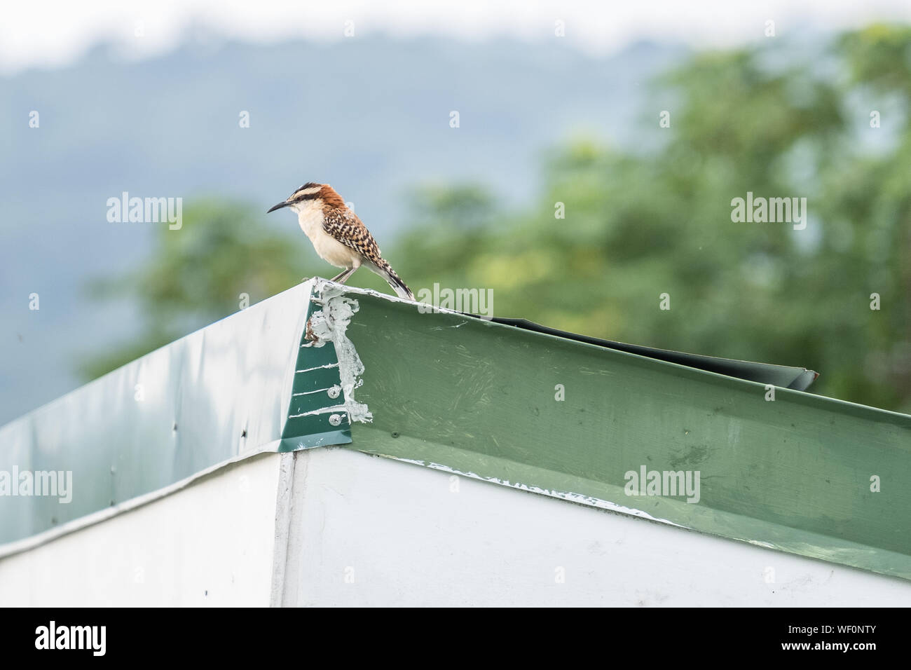 Campylorhynchus Rufinucha, Rufous Naped Wren, Costa Rica Foto Stock