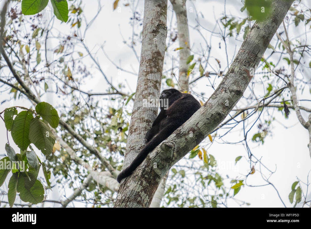 Nero scimmia urlatrice nella struttura ad albero, Santa Clara, Costa Rica Foto Stock