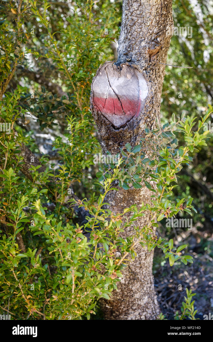 GR (strisce bianche e rosse) sentiero segno su un albero che mostra il modo giusto per andare per escursionisti Foto Stock