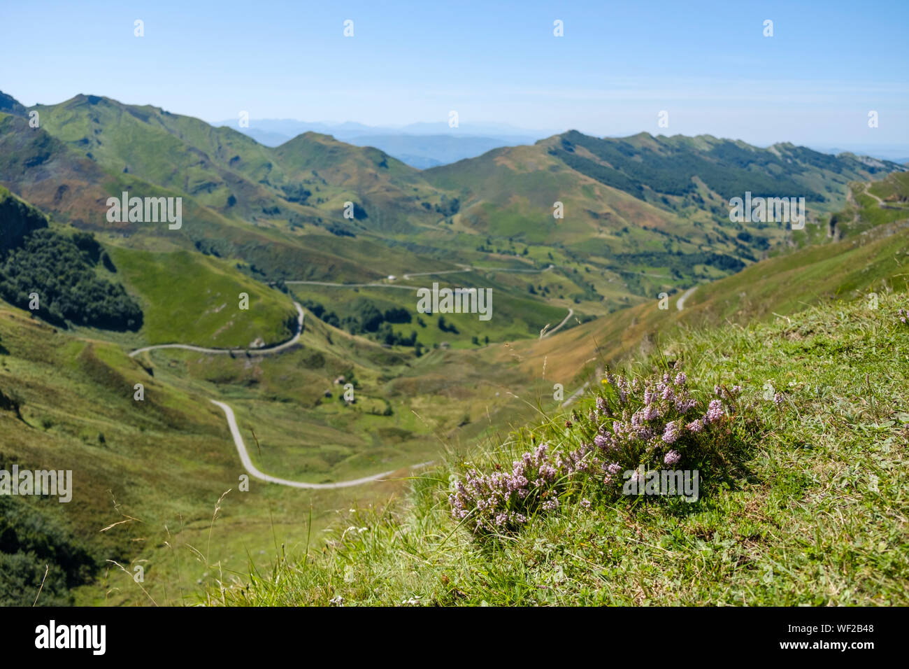 Bellissimi fiori selvatici in primo piano di un magnifico paesaggio di montagna in alto la valle del Miera, Cantabria, SPAGNA Foto Stock