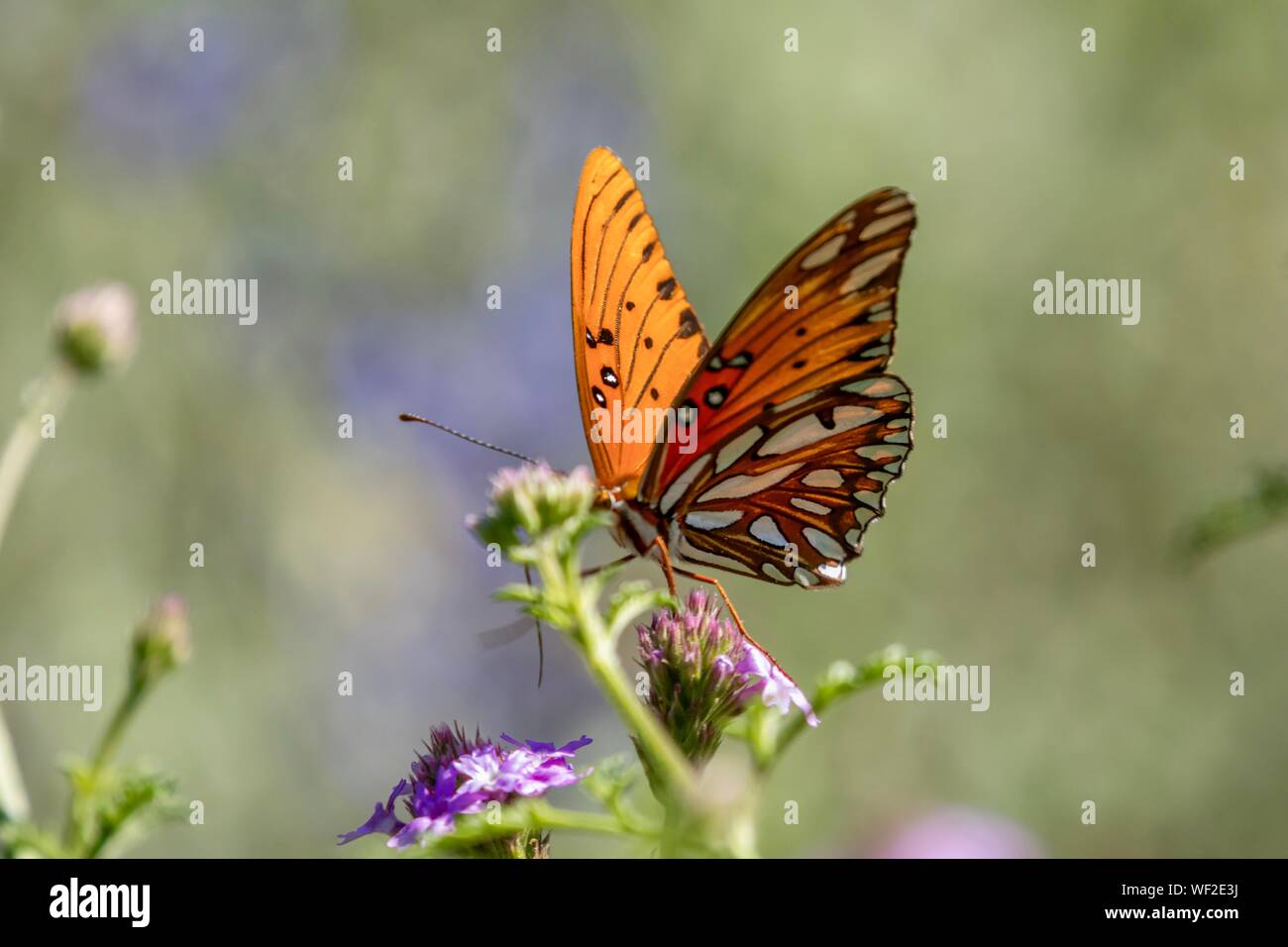 Gulf Fritillary Butterfly Close up in natura Foto Stock