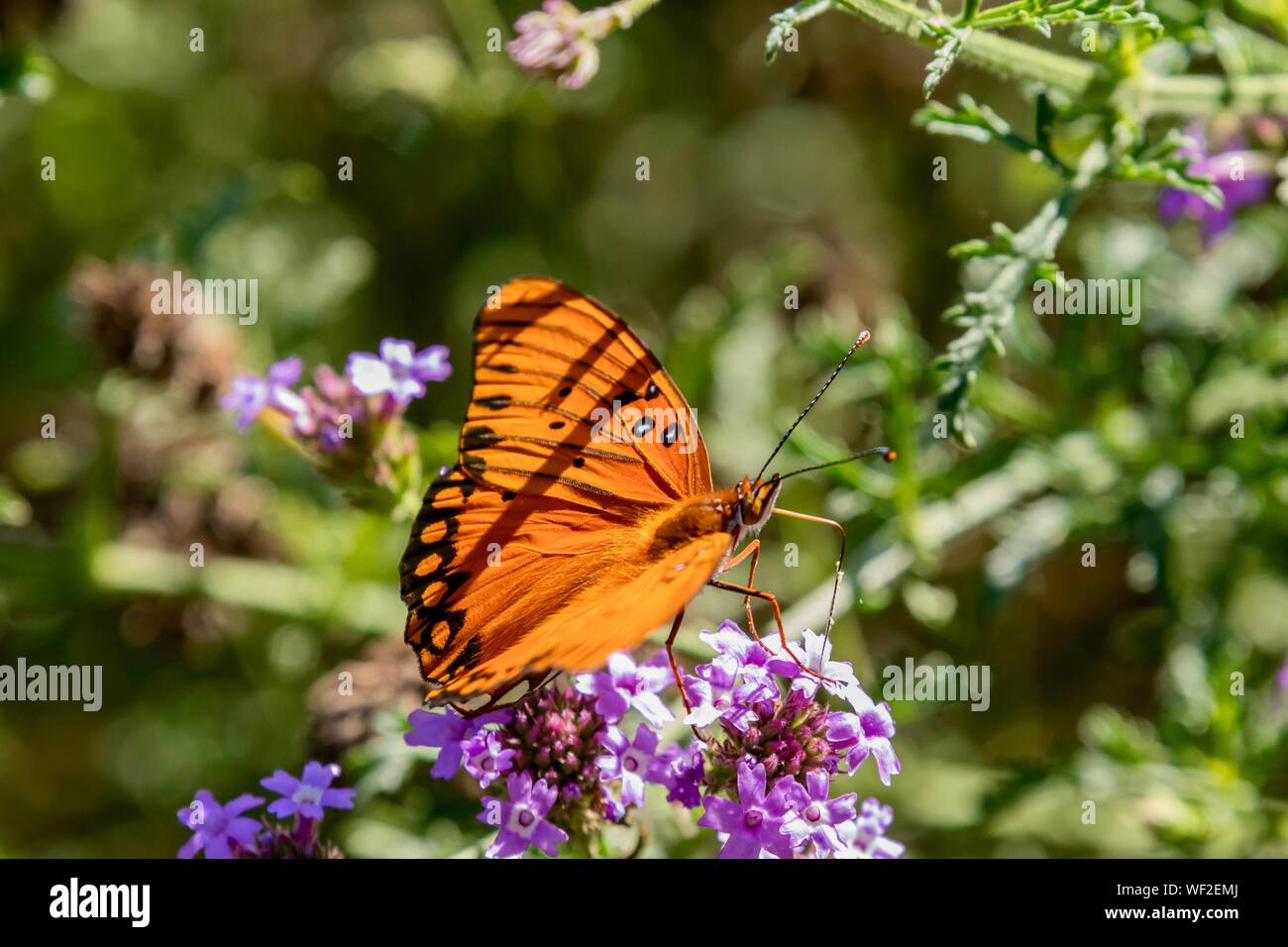 Gulf Fritillary Butterfly Close up in natura Foto Stock