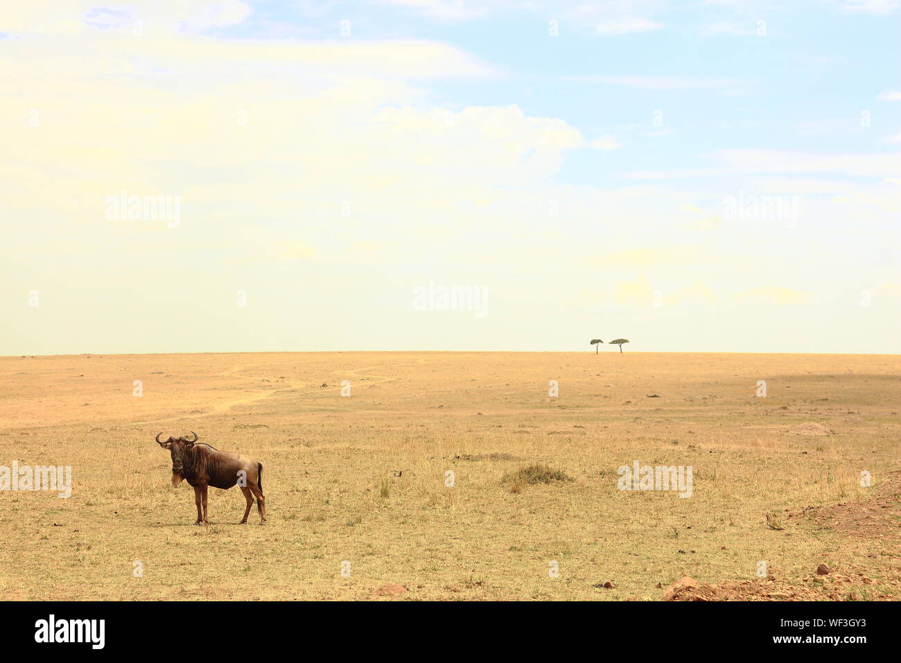 Gnu in piedi sul campo al Massai Mara contro Sky Foto Stock