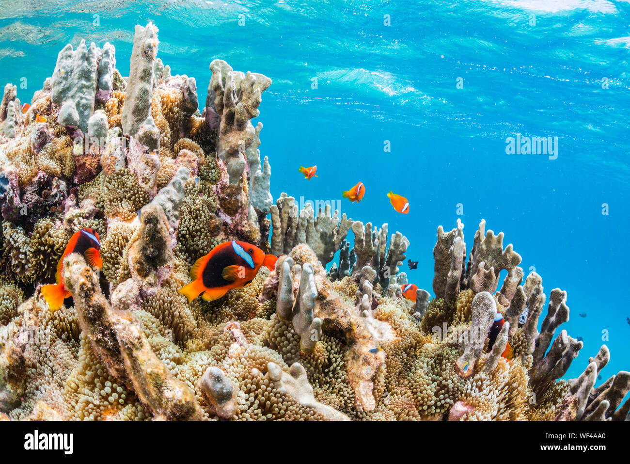 Colonia di Anemonefish Foto Stock