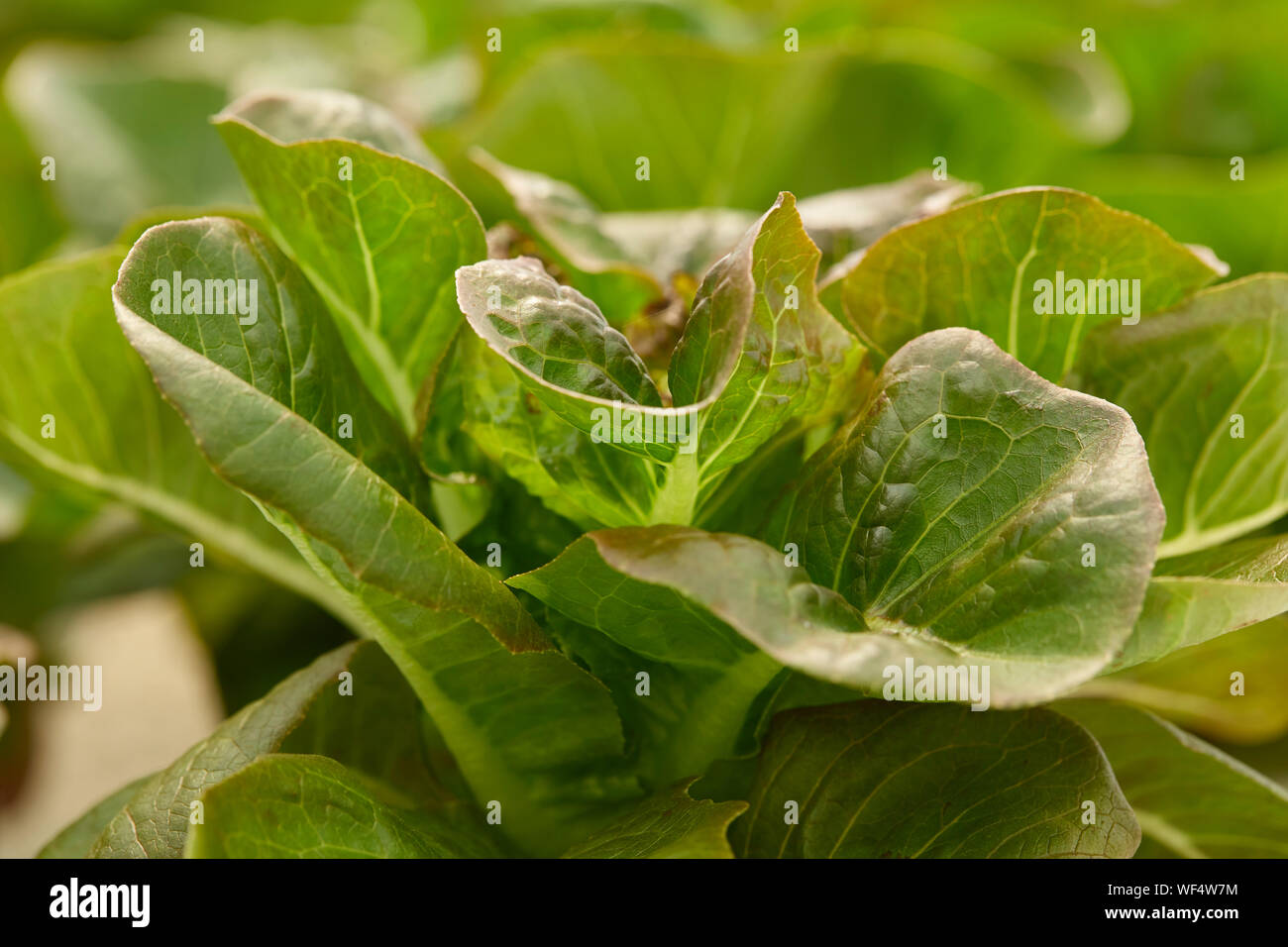 Close-up di pianta verde Foto Stock