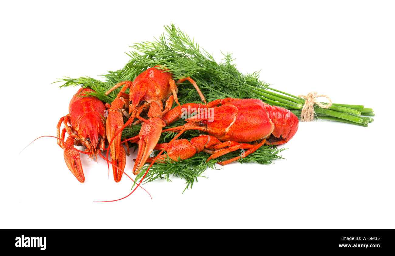 Fresco bollito gambero rosso isolato su sfondo bianco Foto Stock