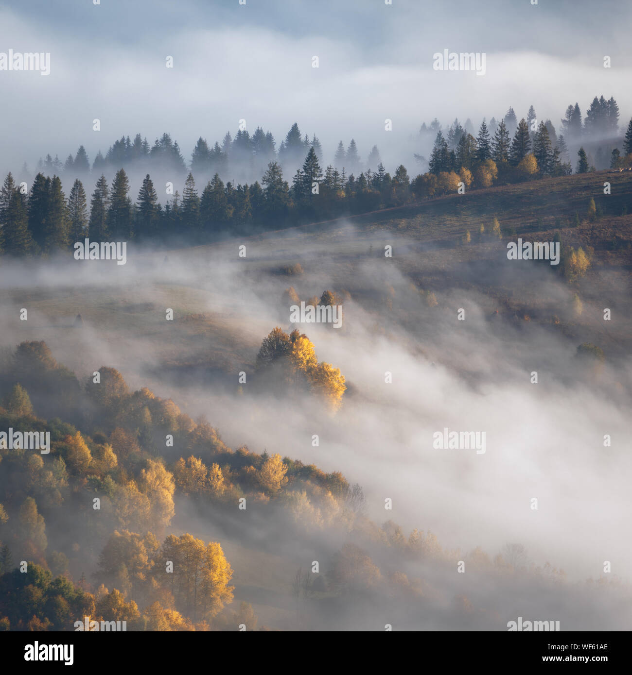 Atrist brumoso paesaggio autunnale con la foresta di abeti di colore giallo e di alberi di acero, vista aerea, stagione autunnale nella valle di montagna Foto Stock