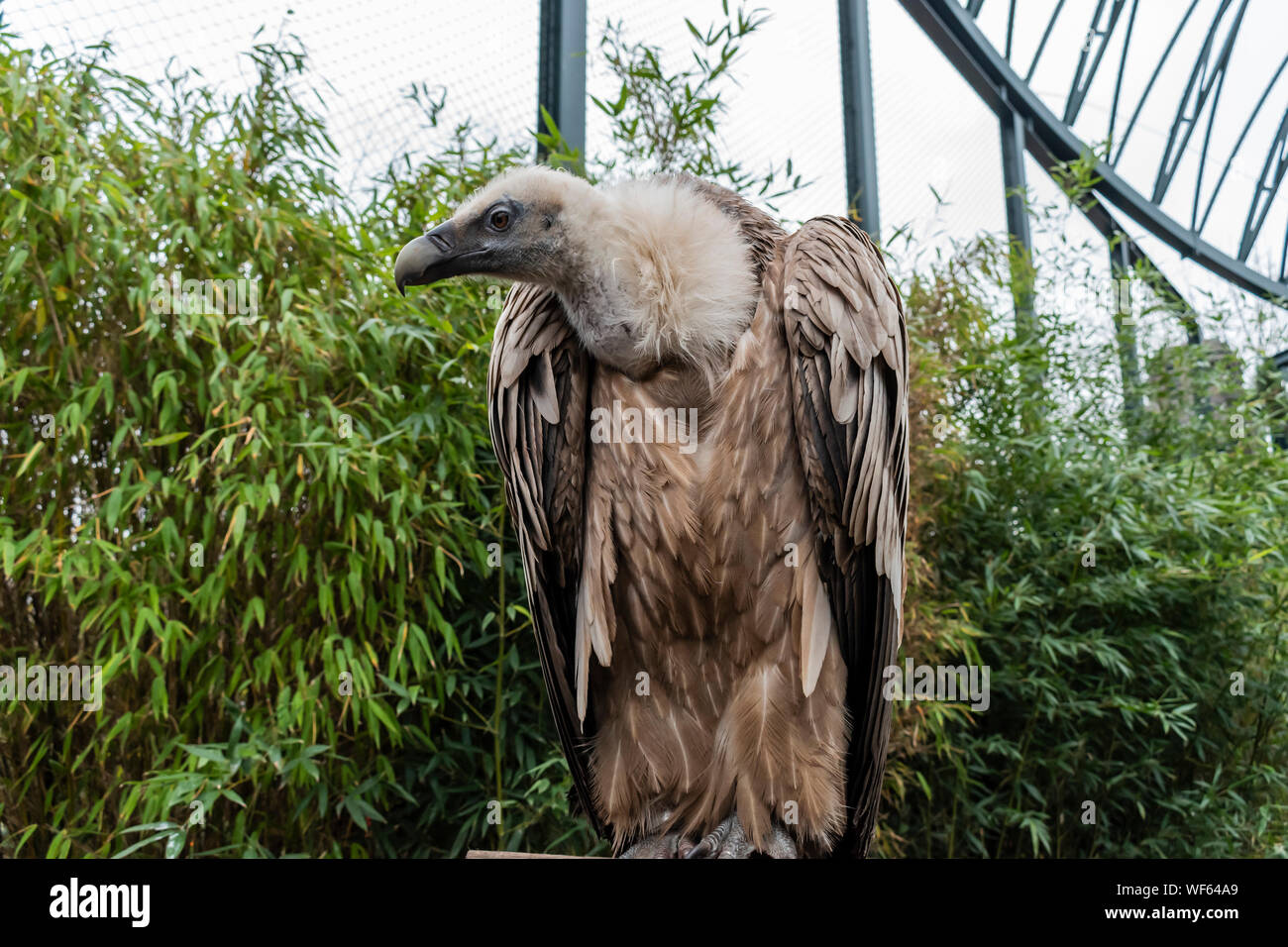 Grifone (Gyps fulvus) è un grande vecchio mondo in vulture il rapace famiglia Accipitridae. Foto Stock