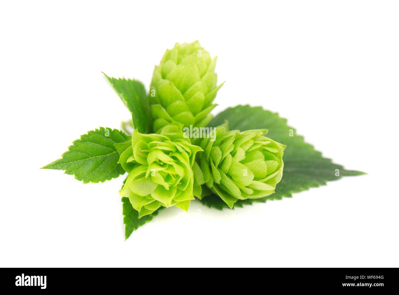 Verde fresco ramo hop, isolato su sfondo bianco Foto Stock