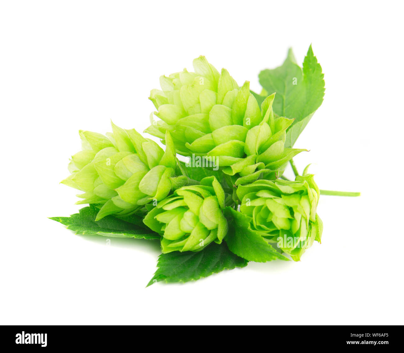 Verde fresco ramo hop, isolato su sfondo bianco Foto Stock
