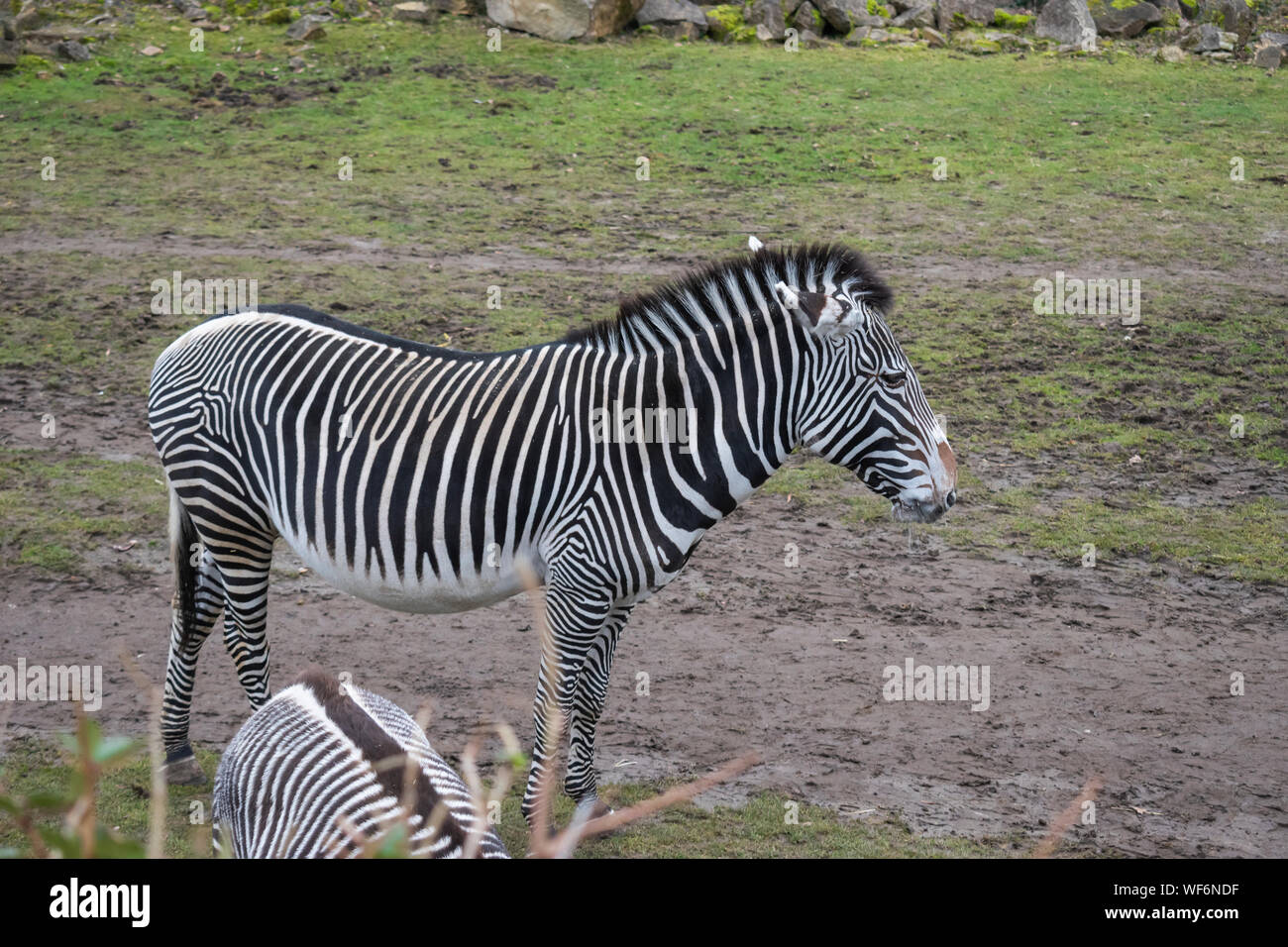 Di Grevy zebra presso un giardino zoologico tedesco. Foto Stock