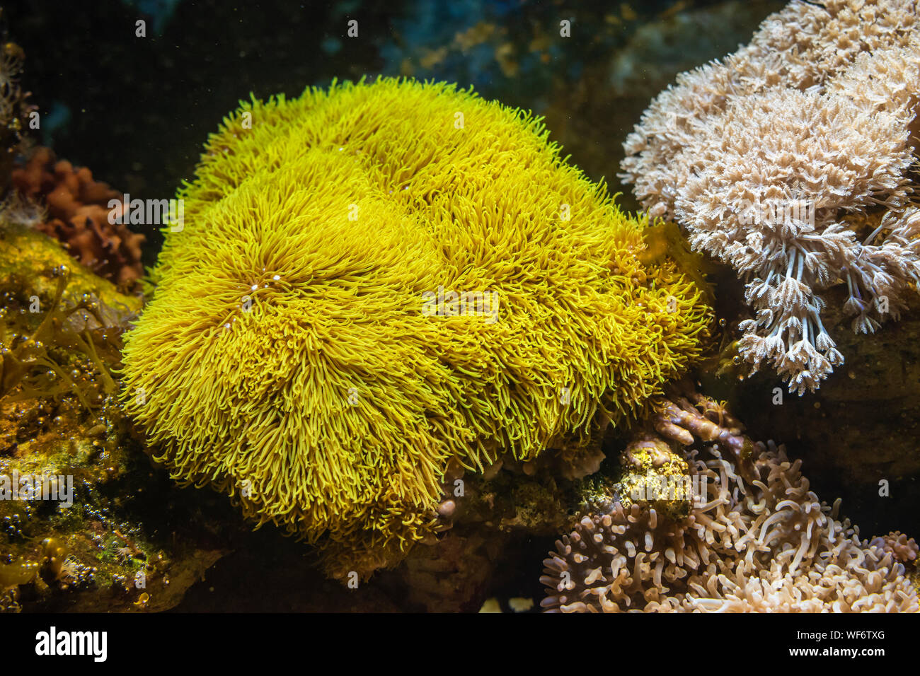 Scena subacquea, tropicale vibrante barriera corallina. Foto Stock