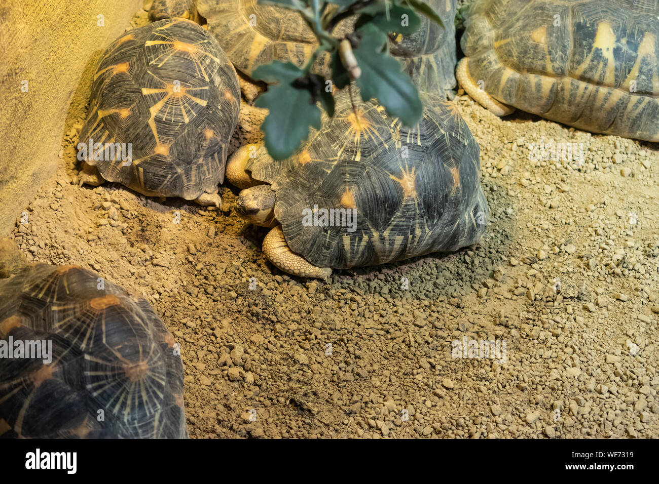 Bell a cerniera posteriore (tartaruga Kinixys belliana). Foto Stock